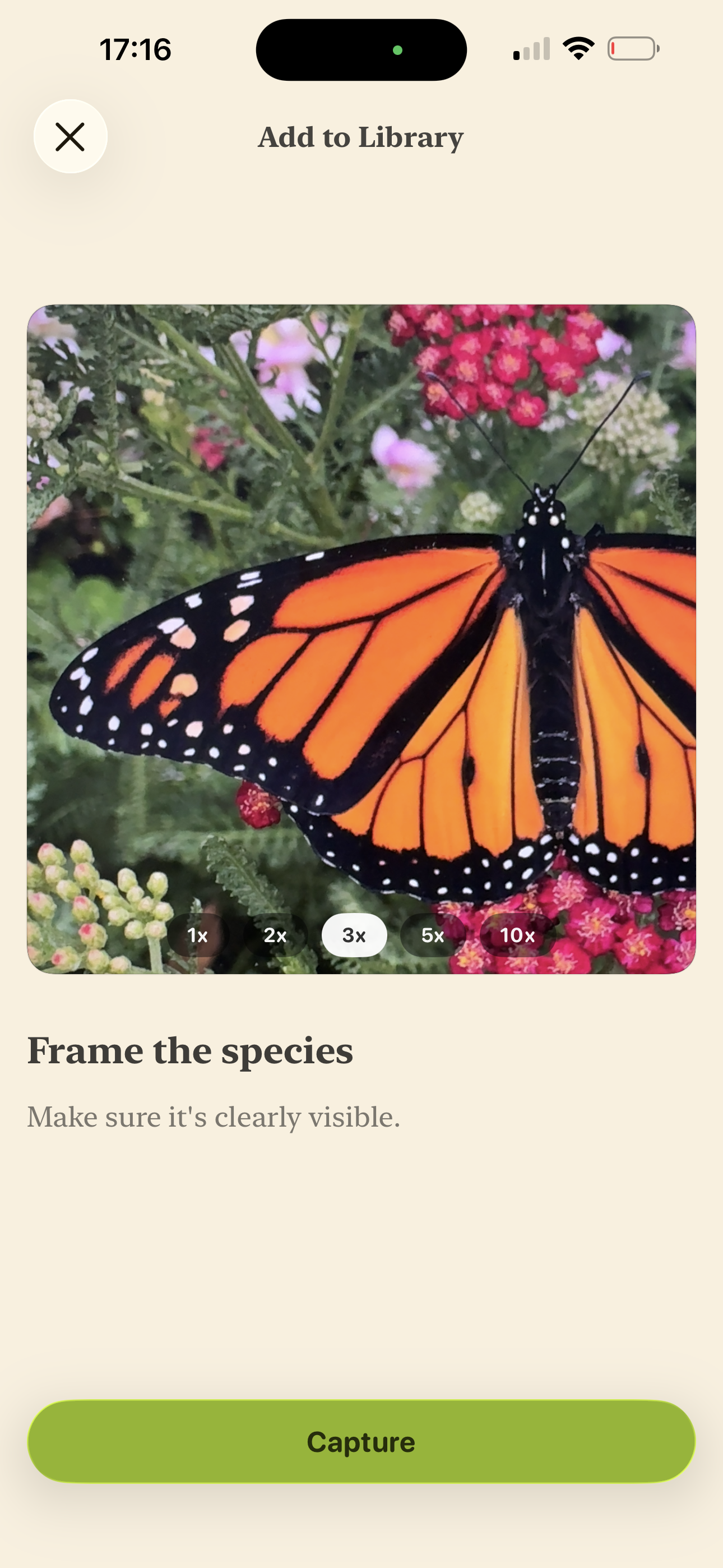 Naturalis capture screen framing a monarch butterfly before adding it to the library.